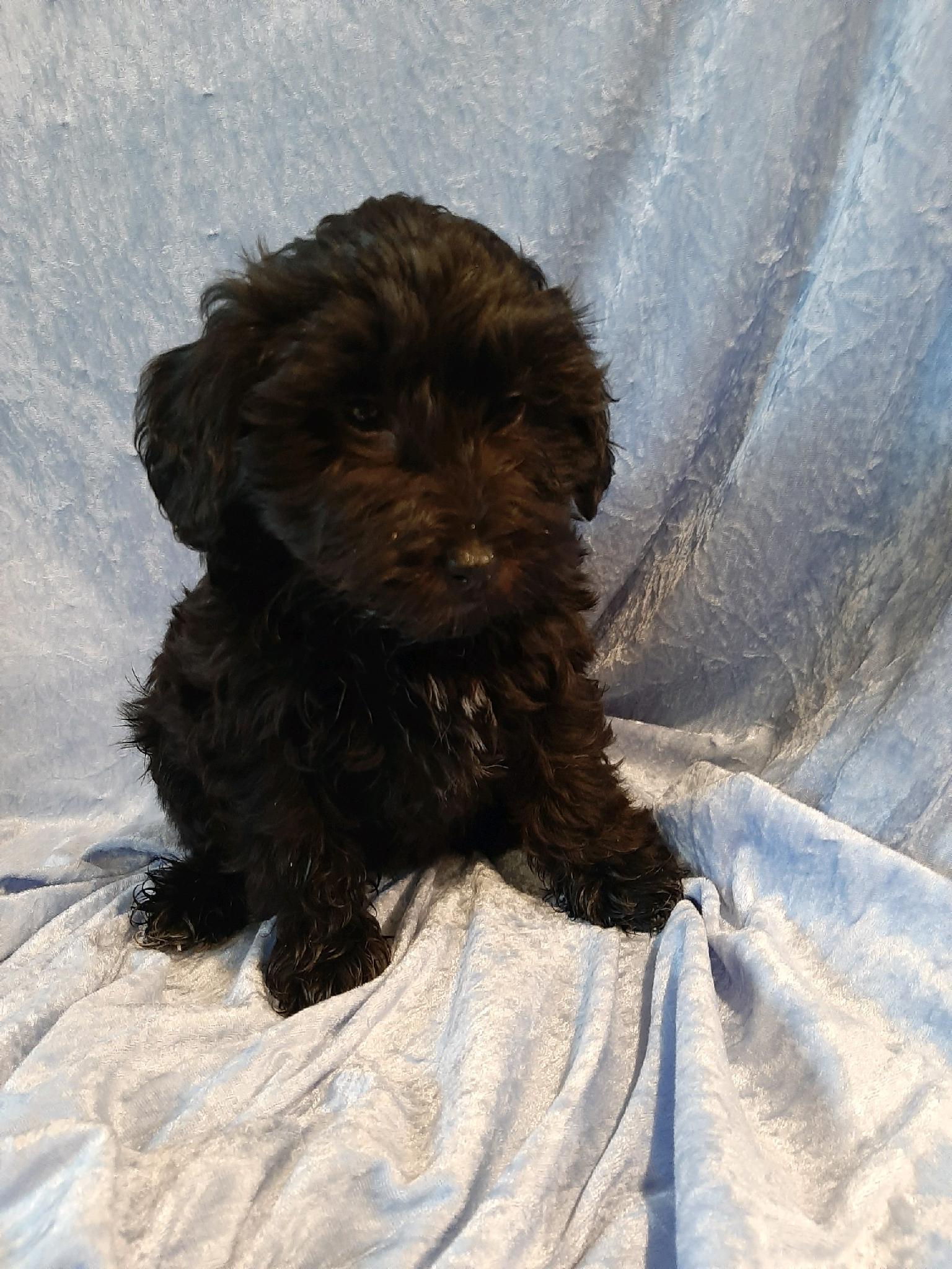 Schnoodle Puppies 